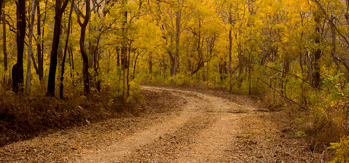 DEBRIGARH NATURE CAMP